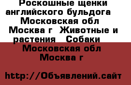 Роскошные щенки английского бульдога  - Московская обл., Москва г. Животные и растения » Собаки   . Московская обл.,Москва г.
